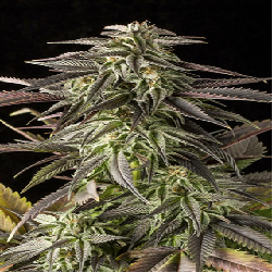 BIG BANG · Green House...